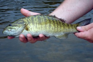 smallmouth bass