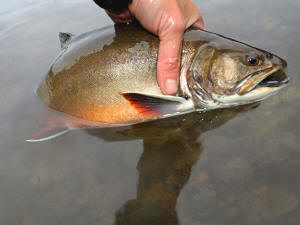 The Aurora Trout is listed under Ontario's Endangered Species Act. Photo from www.auroratrout.com