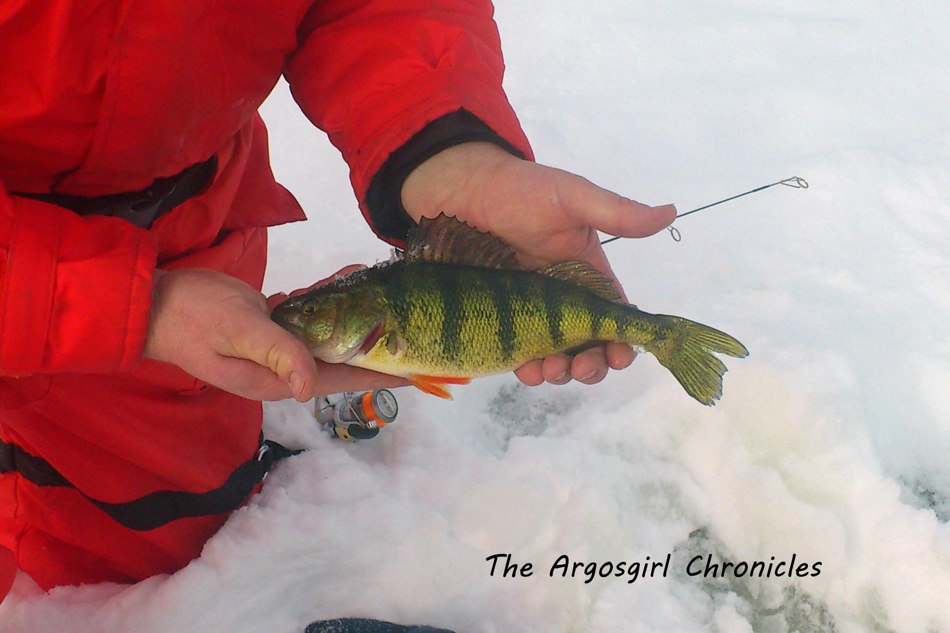..and getting out on some ice up north, where Darrell caught our last fish of 2012.