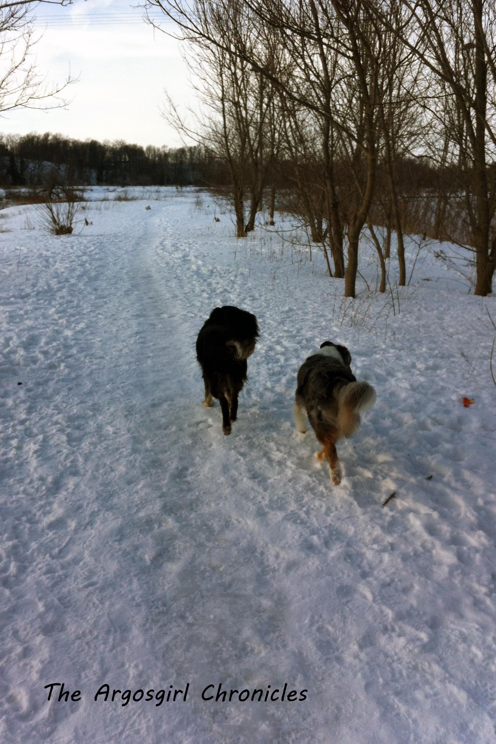 Best buds enjoying the trail (one of the few moments when Molly was on the trail).