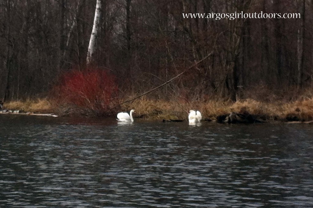 The swans were enjoying some sun.