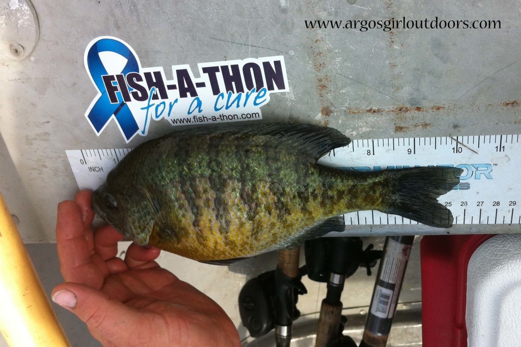 For the Fish-a-Thon For A Cure no livewell is required because you take a picture of each catch against a ruler, and with the logo in the picture.