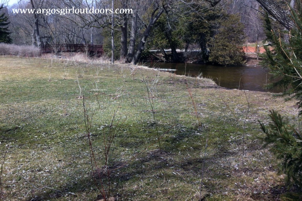 It was great to see the trees and shrubs we planted on that rainy day last year. Most of them are doing quite well and starting to bud out.