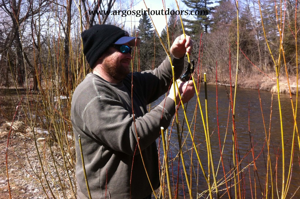 Darrell takes a cutting from a willow. This not only benefits the existing tree by promoting further growth, but it will give us several live stakes to use.