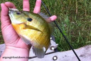 bluegill