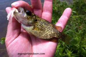 rock bass