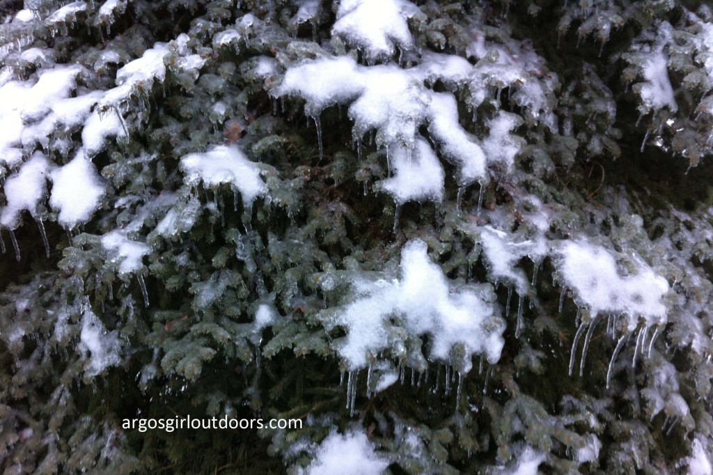This blue spruce was a pretty solid sheet of ice.