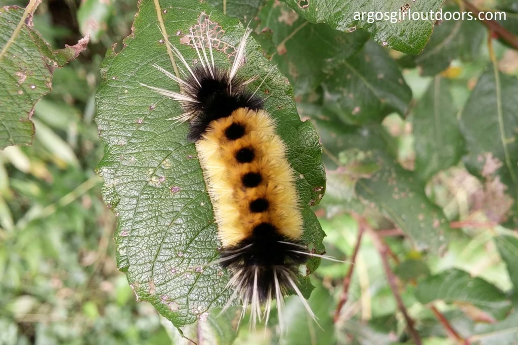spotted tussock caterpillar