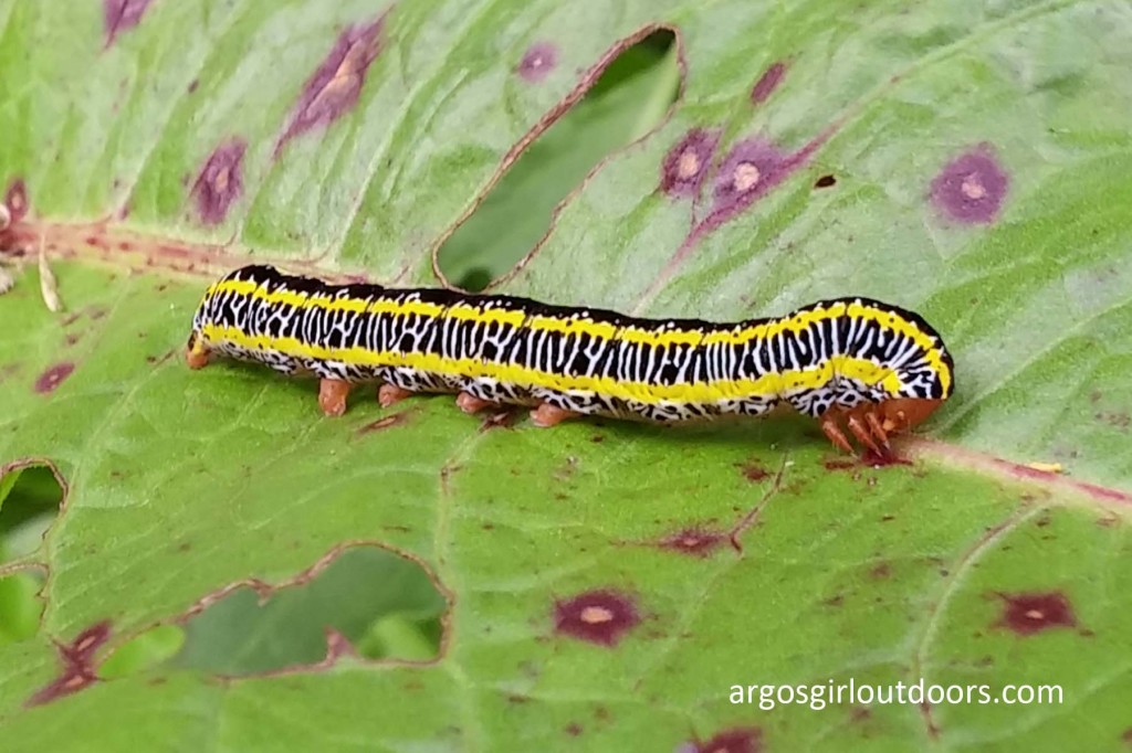 zebra caterpillar
