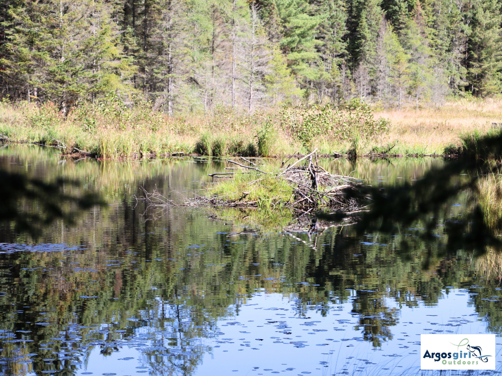 beaver den at beaver pond trail in algonquin park