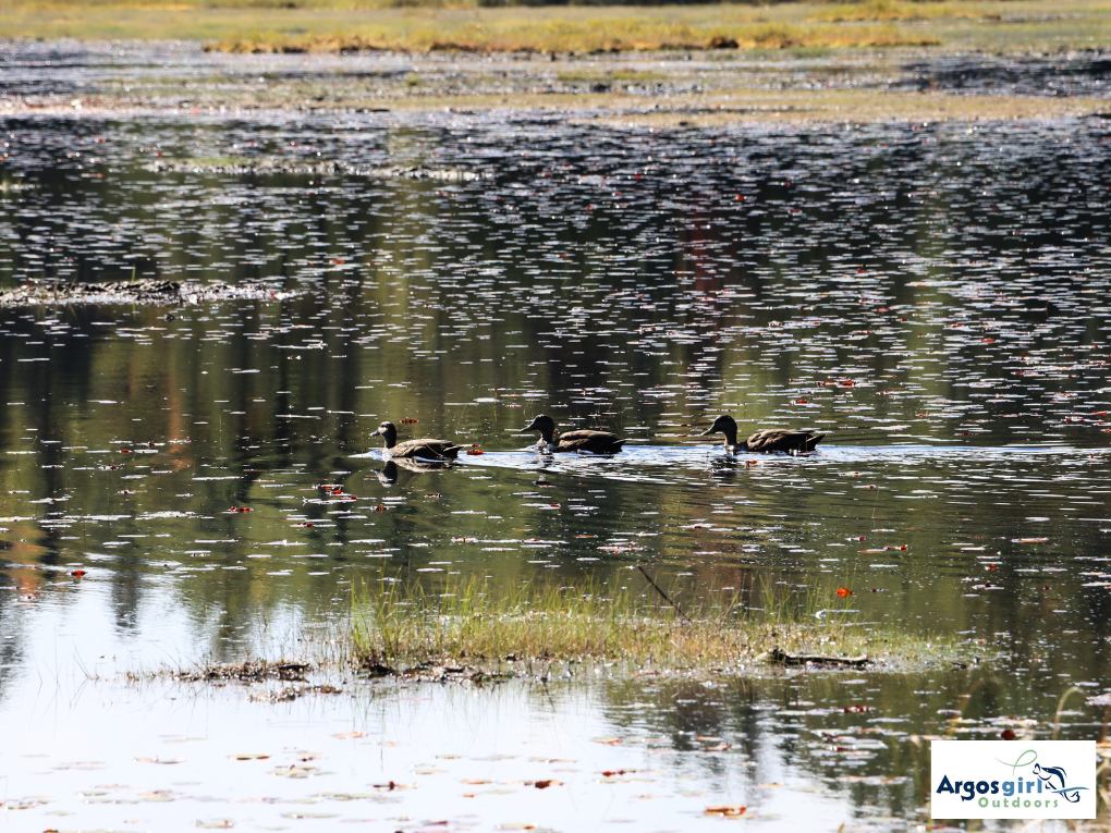 three ducks on a pond