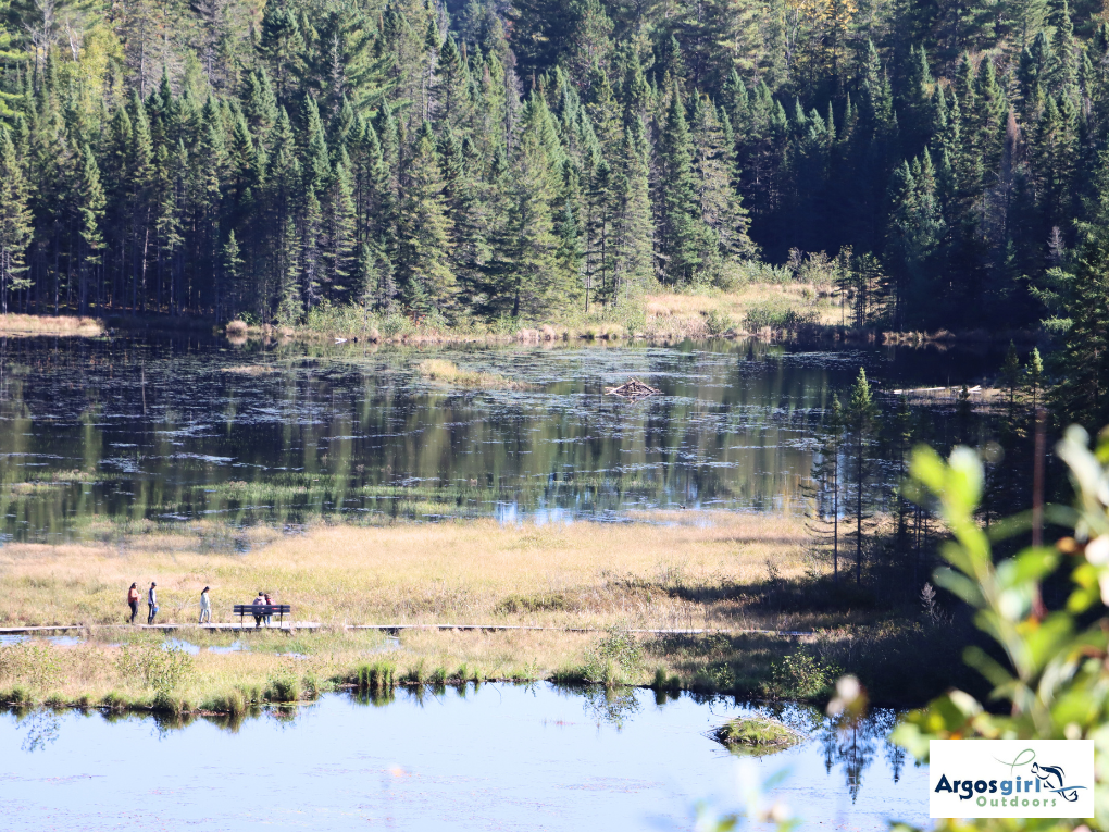 zoomed in view of people walking across a boardwalk with a beaver pond in background