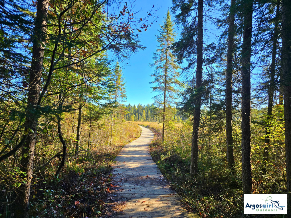 boardwalk starting at edge of forest and leading to a bog at spruce bog boardwalk trail in algonquin park