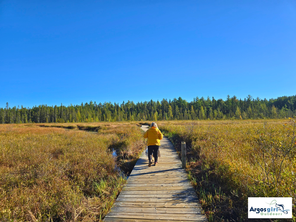 woman standing on boardwalk at spruce bog boardwalk trail in algonquin park