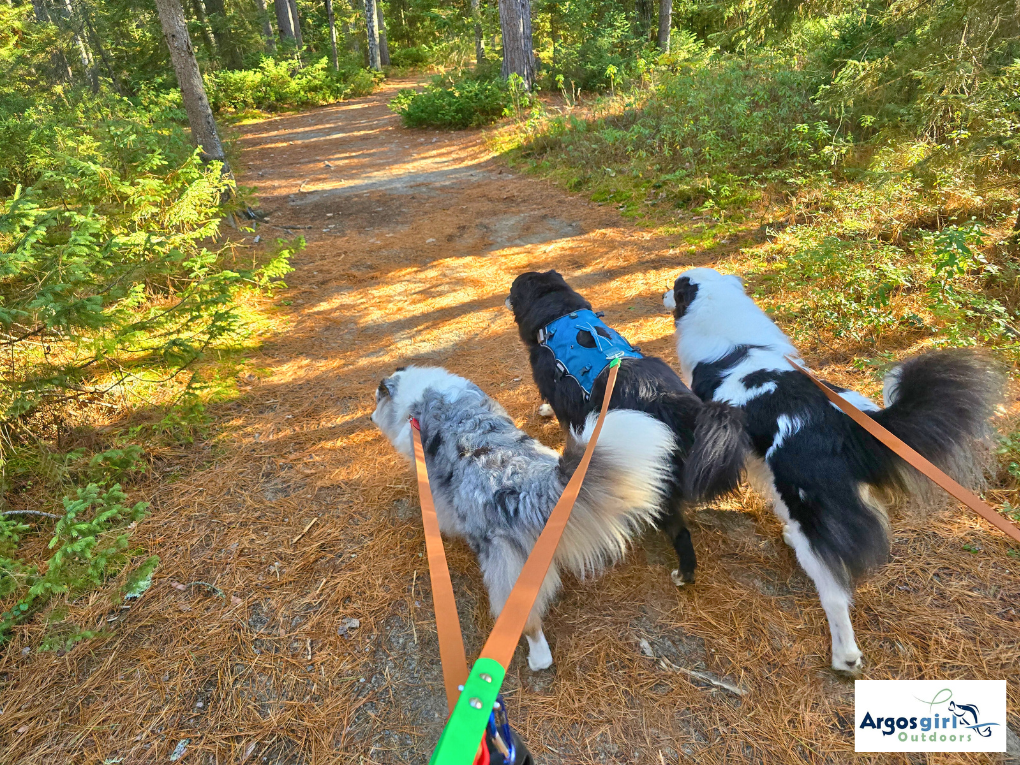 three dogs walking along a trail