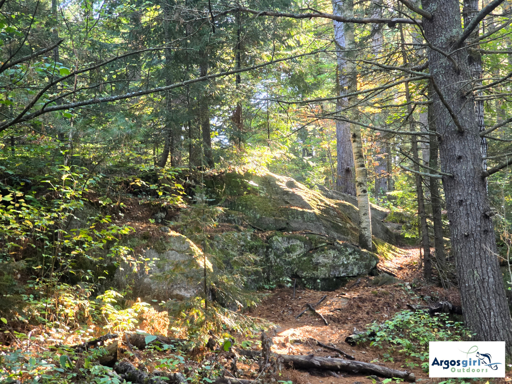 sun shining through the forest on the spruce bog boardwalk trail 