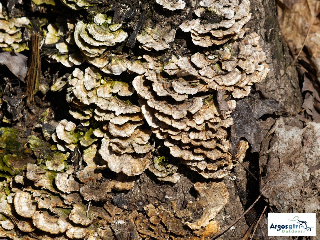 fungi on tree stump