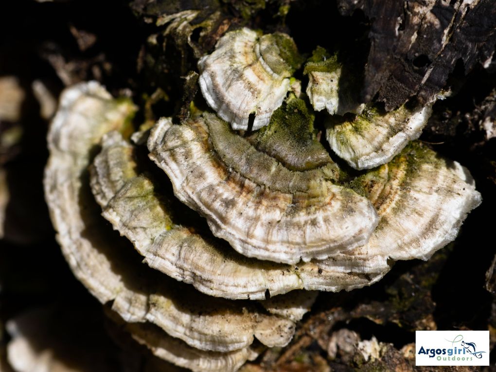 fungi on tree stump