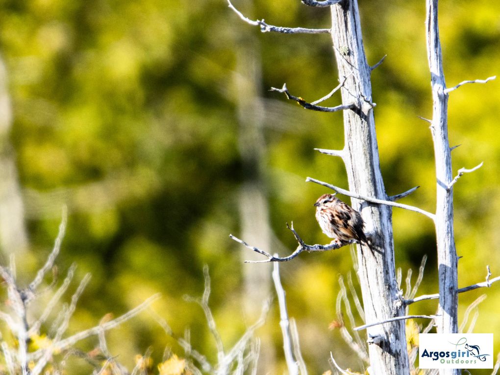 sparrow sitting on a tree branch