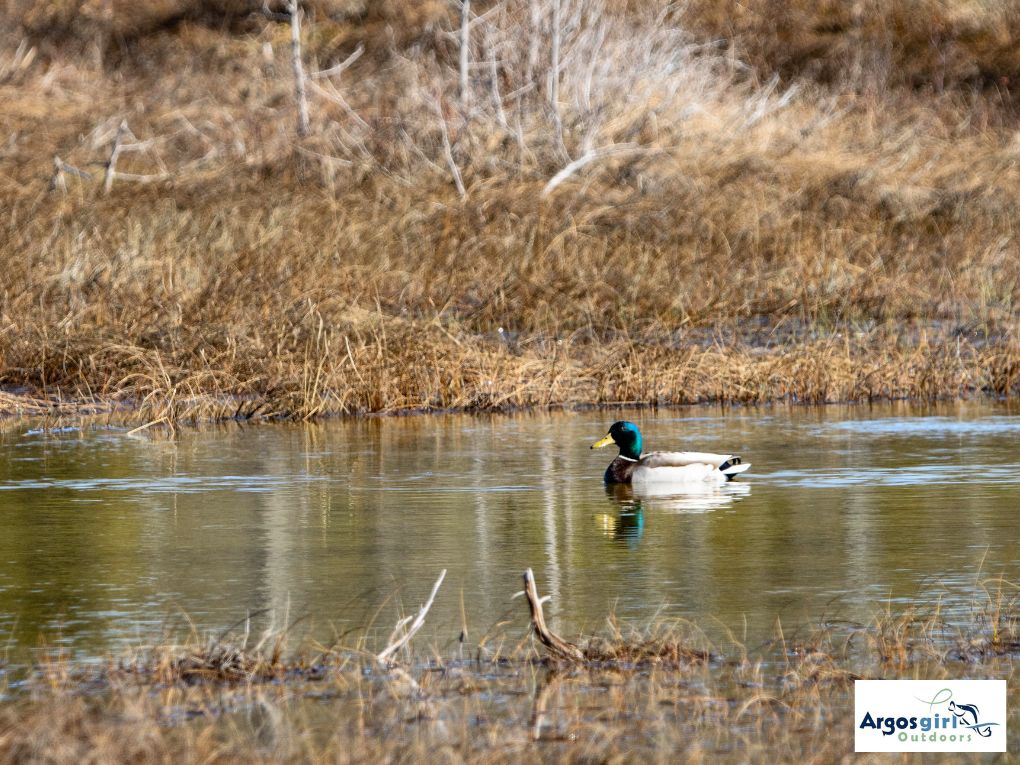 mallard duck swimming in wetland