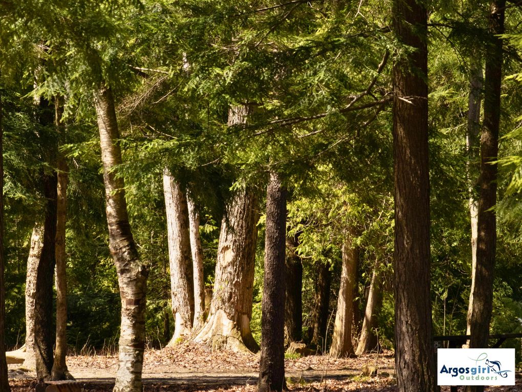 trees at camp site